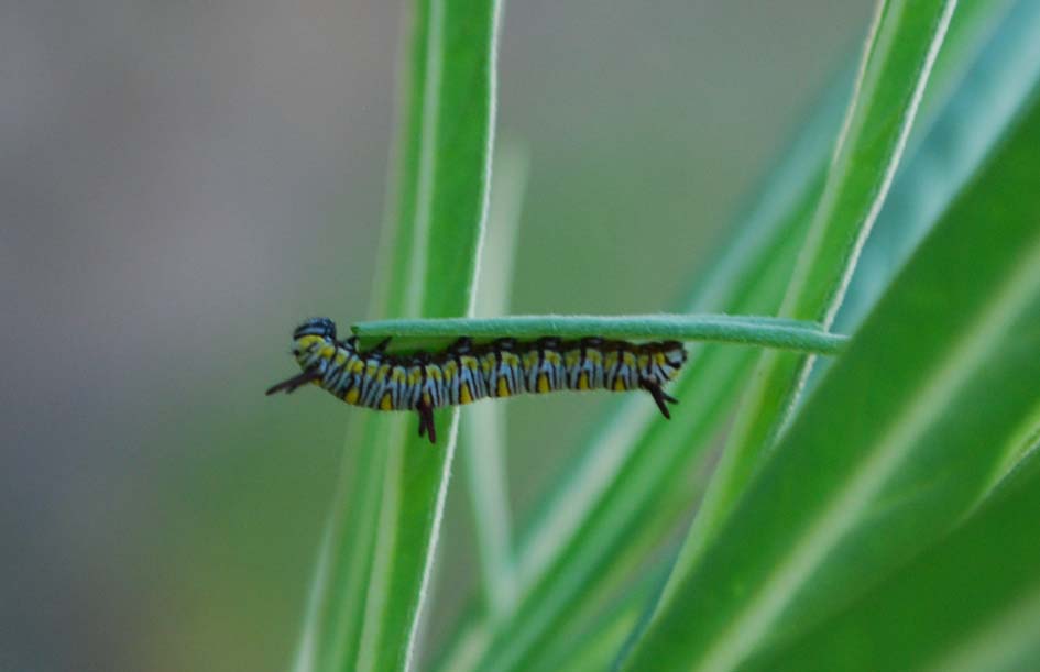 Danaus (Anosia) chrysippus, larva